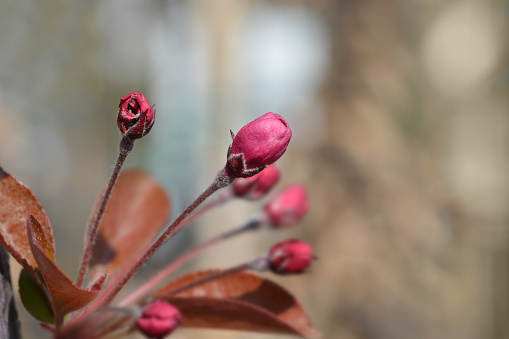 Crabapple Eleyi flower buds - Latin name - Malus x purpurea Eleyi