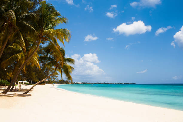 Tropical Island and Palm trees Caribbean Beach stock photo