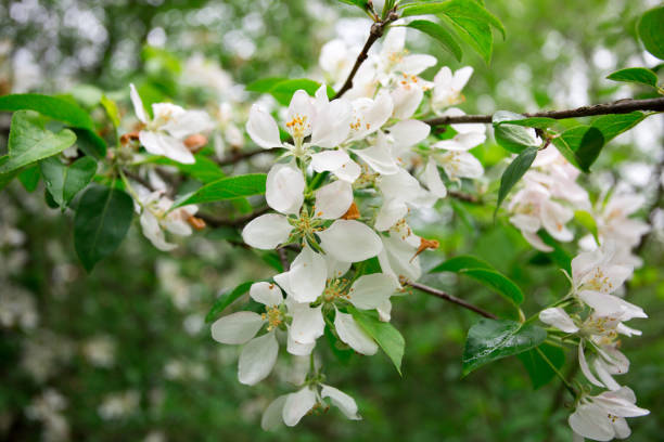 istock White blossoming flowers 1320274753