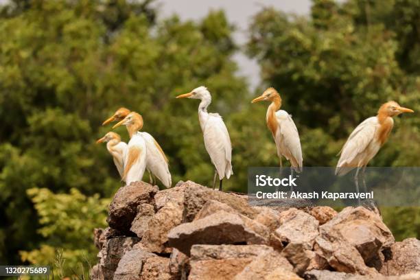 Birds Group Sited Together On Rocks Birds Family Stock Photo - Download Image Now