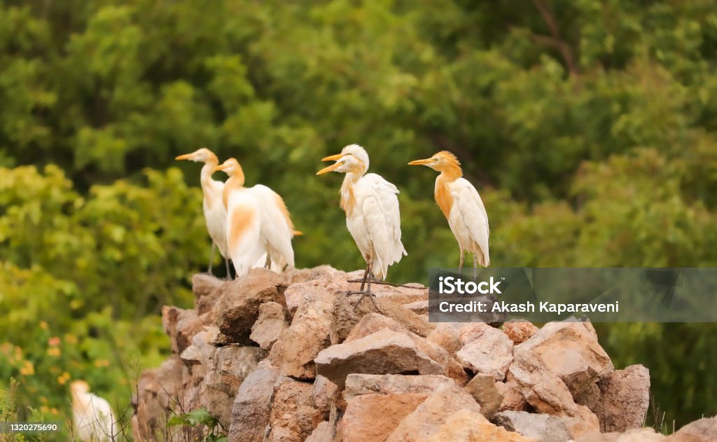 Birds group , sited together on rocks , Birds family Aerial View Stock Photo