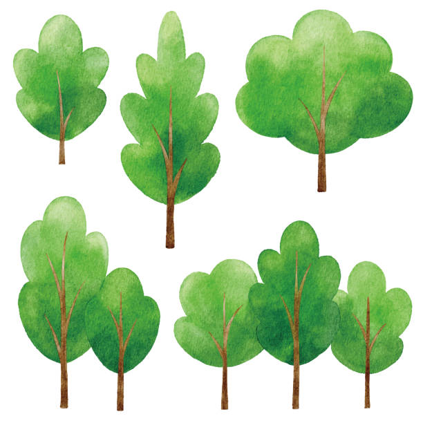 수채화 녹색 나무 - symbol leaf white background isolated stock illustrations