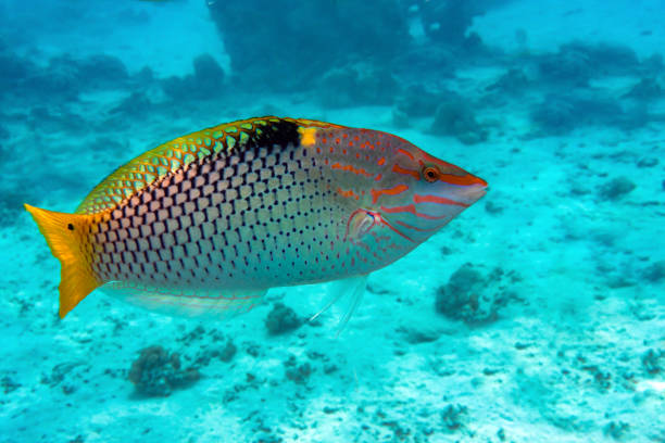 Coral fish Checkerboard wrasse - (Halichoeres hortulanus) - Red Sea Coral fish Checkerboard wrasse - (Halichoeres hortulanus) - Red Sea halichoeres hortulanus stock pictures, royalty-free photos & images