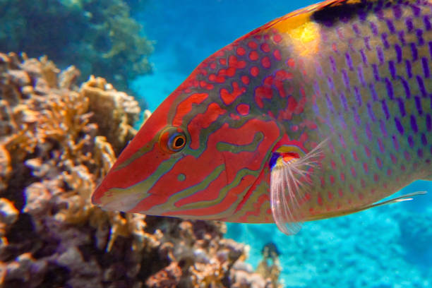 istock Coral fish Checkerboard wrasse - (Halichoeres hortulanus) - Red Sea 1320277905