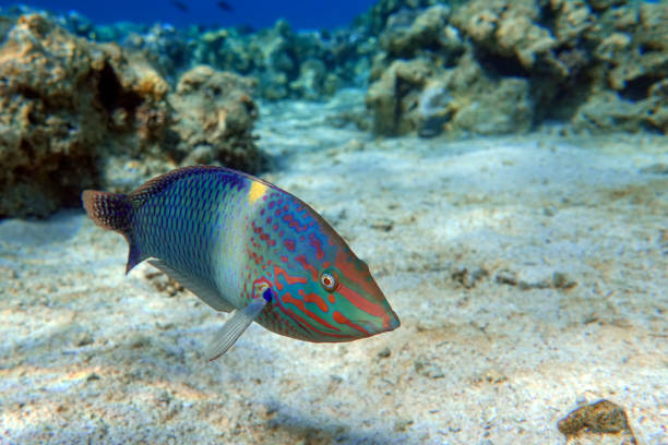 istock Coral fish Checkerboard wrasse - (Halichoeres hortulanus) - Red Sea 1320277977