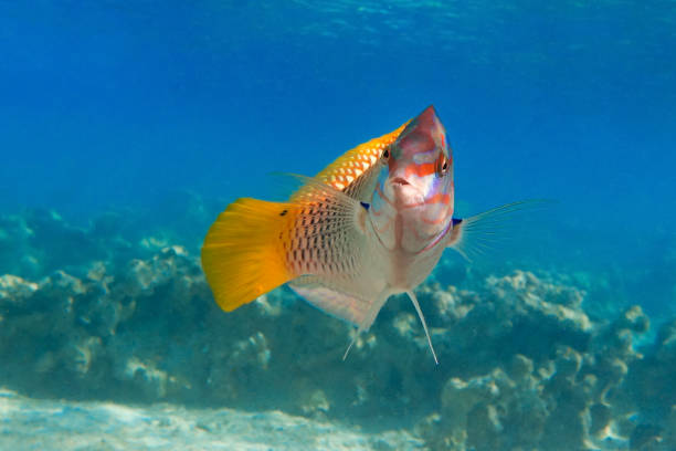 istock Coral fish Checkerboard wrasse - (Halichoeres hortulanus) - Red Sea 1320278011