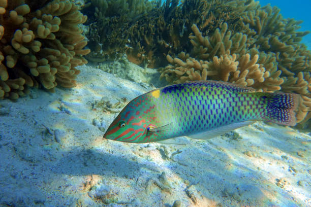 Coral fish Checkerboard wrasse - (Halichoeres hortulanus) - Red Sea Coral fish Checkerboard wrasse - (Halichoeres hortulanus) - Red Sea halichoeres hortulanus stock pictures, royalty-free photos & images