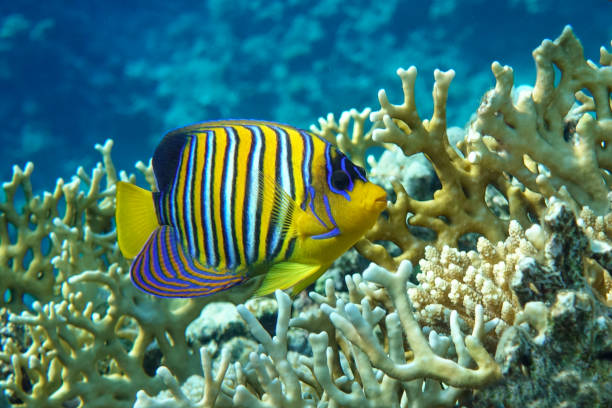 istock Royal or Regal Angelfish (Pygoplites diacanthus ) - red Sea 1320278911