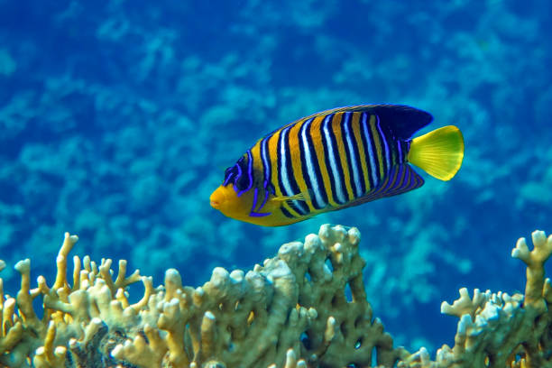 istock Royal or Regal Angelfish (Pygoplites diacanthus ) - red Sea 1320278977