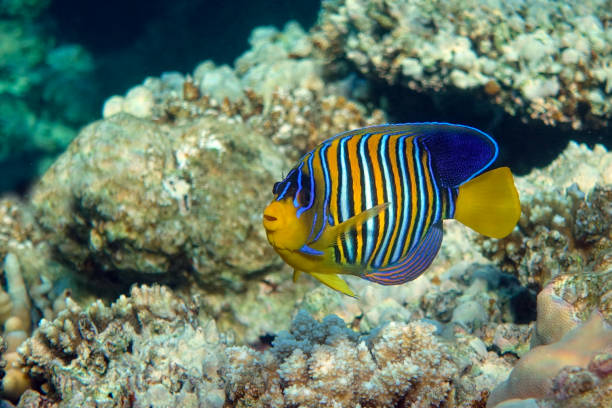 istock Royal or Regal Angelfish (Pygoplites diacanthus ) - red Sea 1320279106