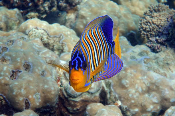 istock Royal or Regal Angelfish (Pygoplites diacanthus ) - red Sea 1320279756