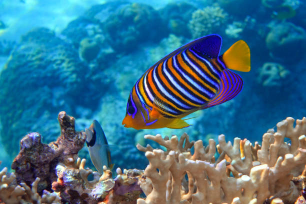 istock Royal or Regal Angelfish (Pygoplites diacanthus ) - red Sea 1320280420