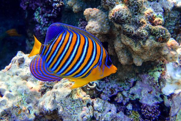 istock Royal or Regal Angelfish (Pygoplites diacanthus ) - red Sea 1320280476