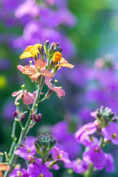 Floral background. Blooming purple and orange plants close-up. Selective focus
