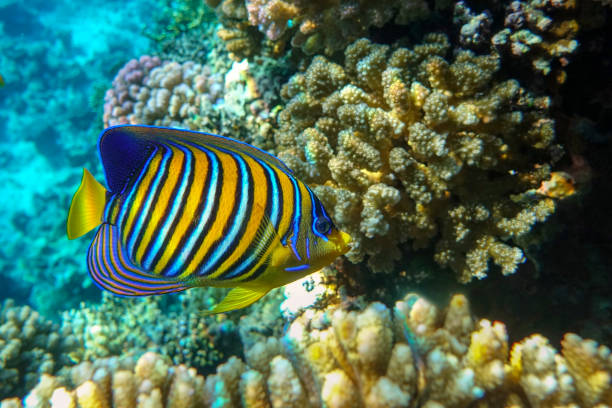 istock Royal or Regal Angelfish (Pygoplites diacanthus ) - red Sea 1320280511