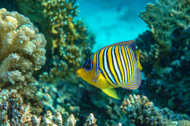 istock Royal or Regal Angelfish (Pygoplites diacanthus ) - red Sea 1320280546