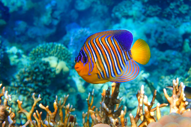 istock Royal or Regal Angelfish (Pygoplites diacanthus ) - red Sea 1320280595