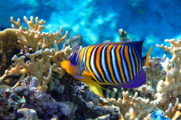istock Royal or Regal Angelfish (Pygoplites diacanthus ) - red Sea 1320280609