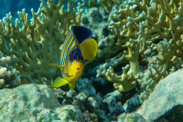istock Royal or Regal Angelfish (Pygoplites diacanthus ) - red Sea 1320280642