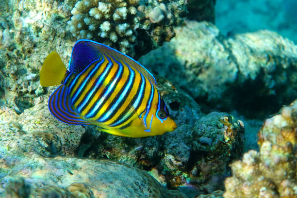 istock Royal or Regal Angelfish (Pygoplites diacanthus ) - red Sea 1320280744