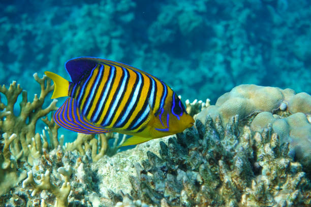 istock Royal or Regal Angelfish (Pygoplites diacanthus ) - red Sea 1320280760