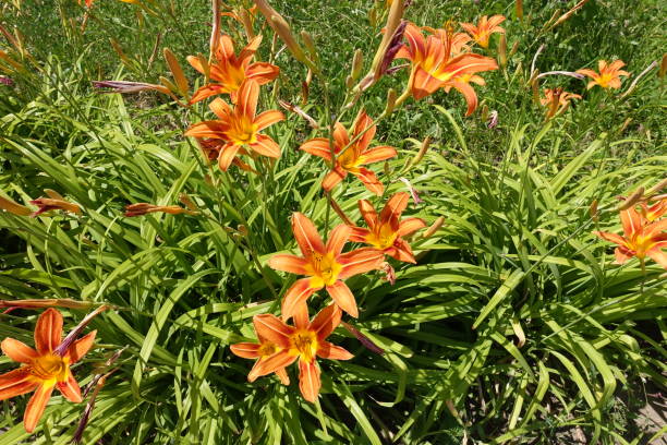 istock Vivid orange flowers of Hemerocallis fulva in June 1320283473