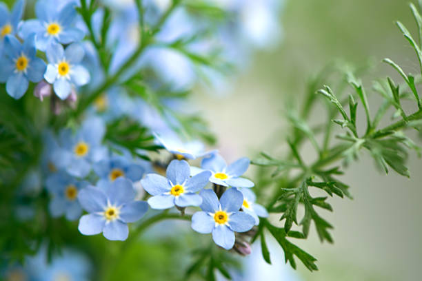 istock Blooming forget-me-not flowers summer floral background 1320285263