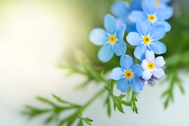 istock Close up of tiny blue forget-me-not flowers (Myosotis sylvatica)  on blurred background 1320285268