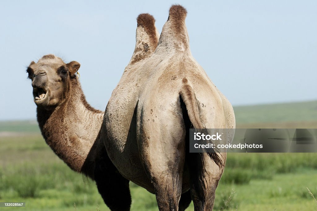 Camello bactriano - Foto de stock de Camello Bactriano libre de derechos