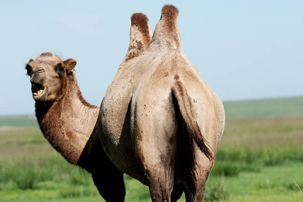 camelo - bactrian camel - fotografias e filmes do acervo