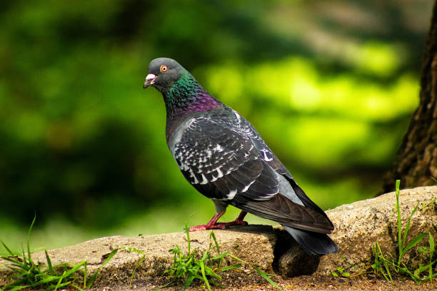 istock Close- up of a pigeon 1320286627