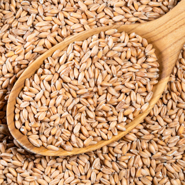 istock husked Spelt wheat grains in wood spoon closeup 1320287279