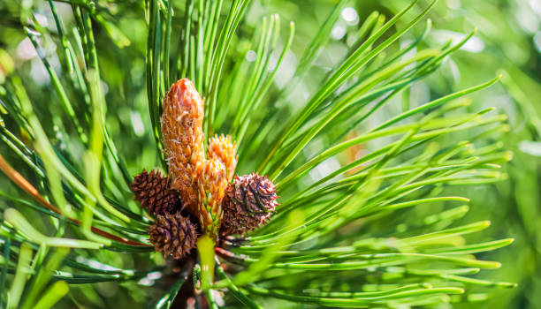 istock Pine branch with cones after rain on blurred background 1320288119
