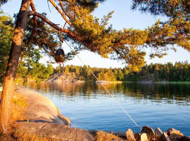 Tranquil scene in Stochhom Archipelago. summer.  Pine tree and cliffs in the foreground. Calm water and first in the background.