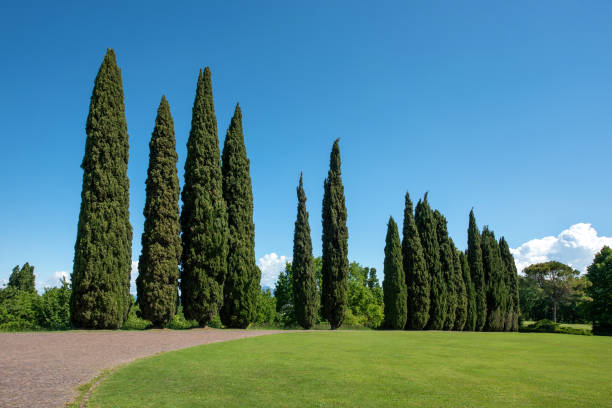 istock Curving walkway through a park lined with cypress trees 1320289957
