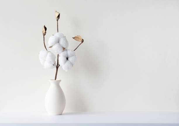 베이지 색 벽, 모형, 텍스트 공간이있는 빈 방에 있는 꽃사에 말린 면꽃의 가지와 최소한의 구성 - cotton plant dry branch 뉴스 사진 이미지