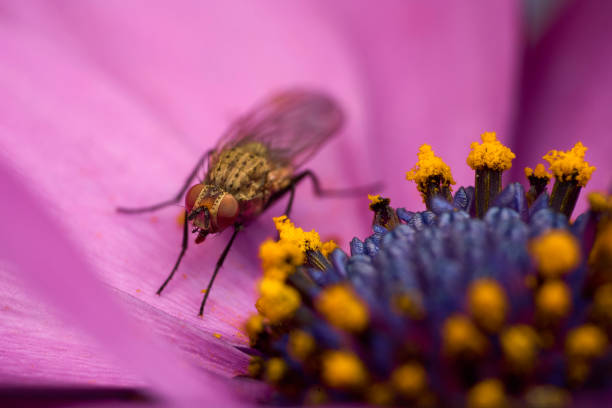 istock Close-up of a fly 1320290838
