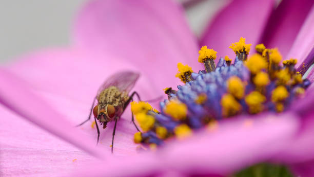 istock Close-up of a fly 1320291040