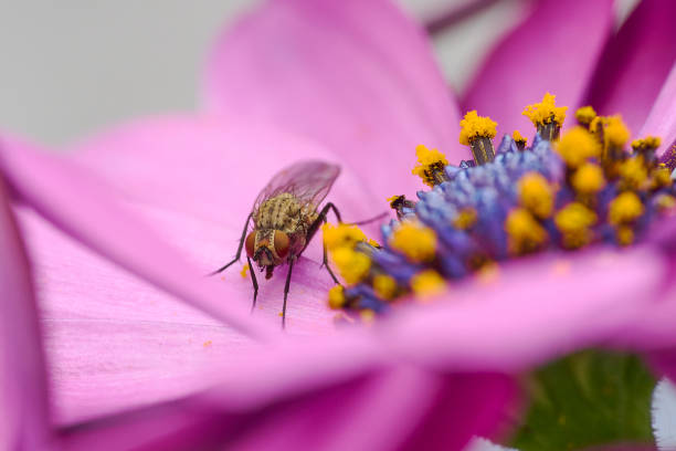 Close-up of a fly
