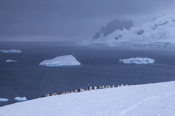 istock Gentoo penguins colony on snow with icebergs in background 1320291539