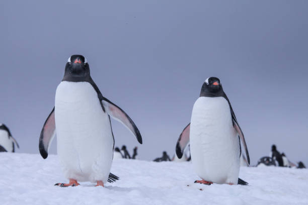 istock Penguins walking on snow of Danco Coast 1320292068