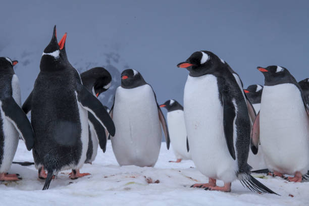 istock Penguins standing on snow of Danco Coast 1320292116