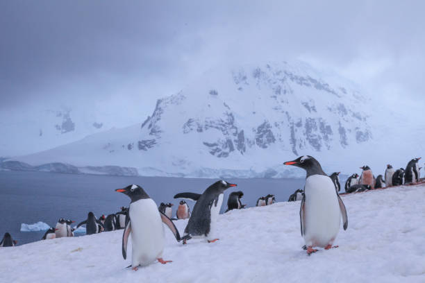 istock Gentoo penguins on snow of Danco Coast 1320292123