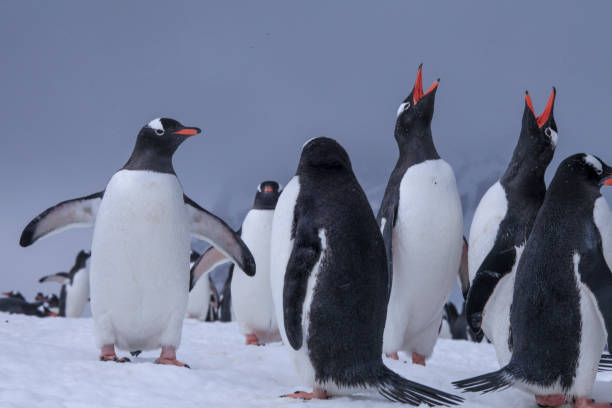 istock Penguins standing on snow of Danco Coast 1320292160
