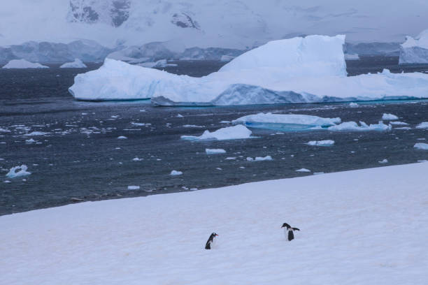 istock Penguins walking on snow with iceberg in background 1320292199