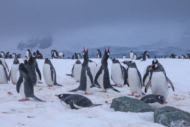 istock Colony of Gentoo penguins on snow 1320292214