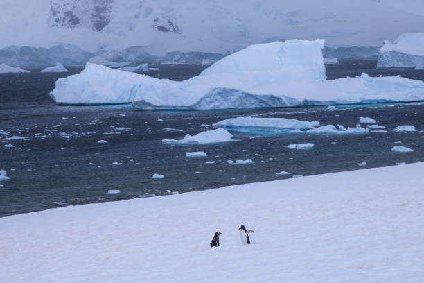 istock Penguins walking on snow with iceberg in background 1320292244