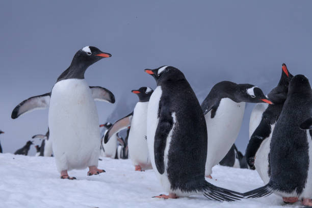 istock Penguins standing on snow of Danco Coast 1320292274