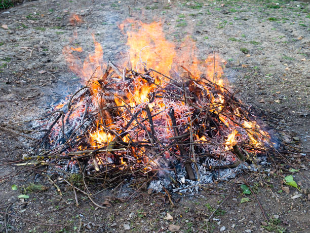istock sawn branches are burning at garden in spring 1320292470