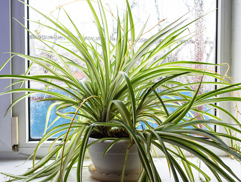 fresh spider houseplant in flower pot on window sill of country house in rainy spring day